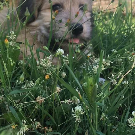 Simba *